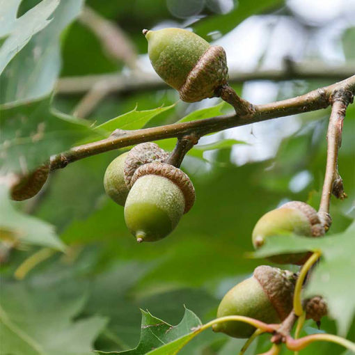 Picture of Shumard Oak