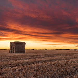 Hay &amp; Straw