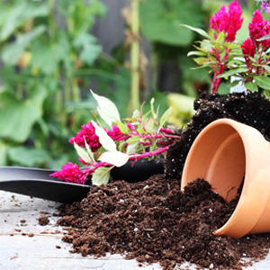 Soils and Potting Media