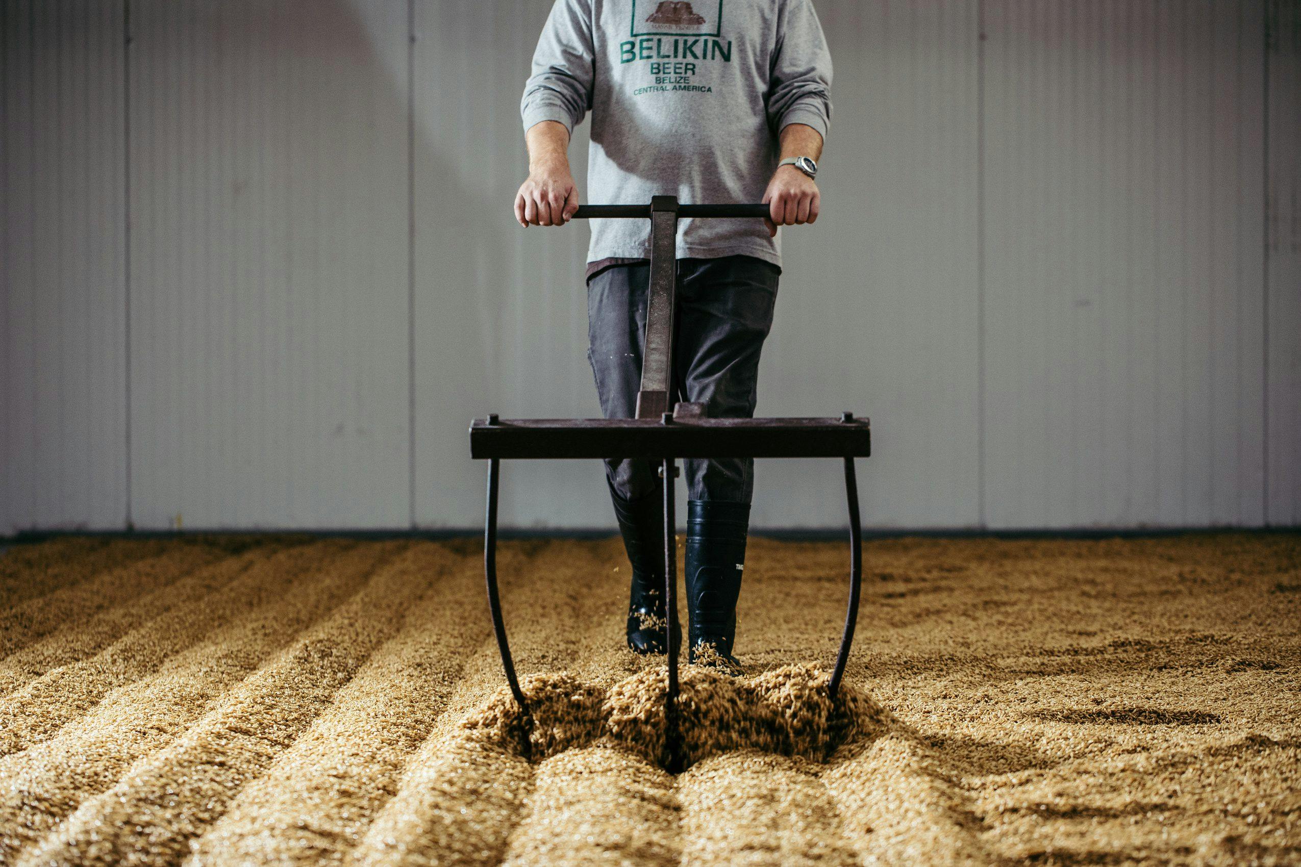 Pouring craft malted barley between hands