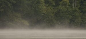 Fog and trees over water