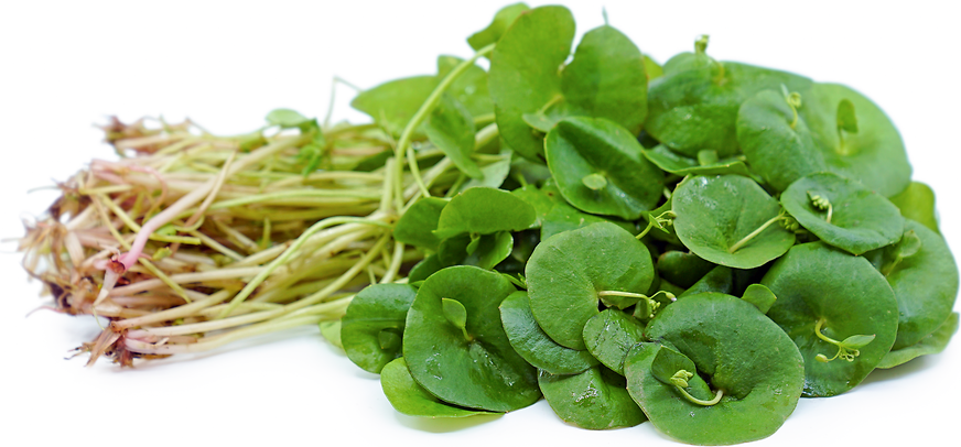 Green Miners Lettuce picture