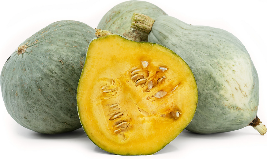 Blue Hubbard Squash picture