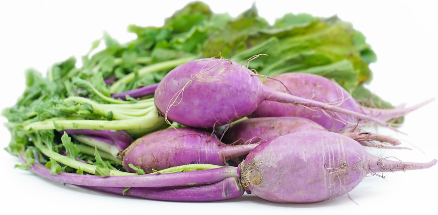 Purple Daikon Radish picture