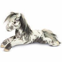 Starsky Appaloosa Horse