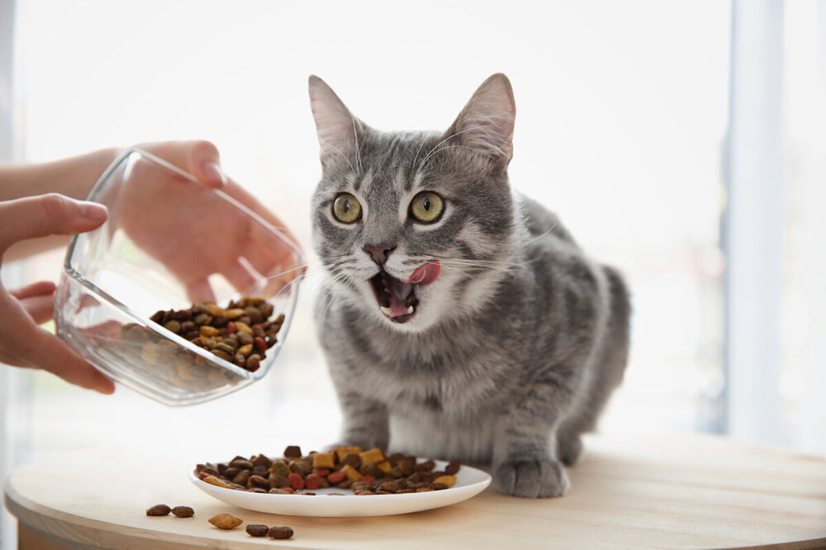 飼い主にご飯を入れてもらっている猫