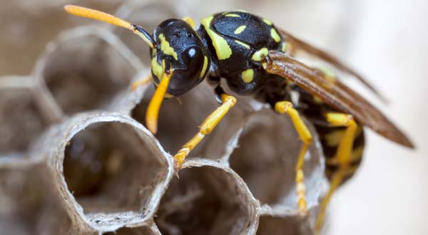 Wasp