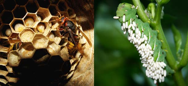 A hornet's nest (left) and wasp larva growing out of a caterpillar (right).