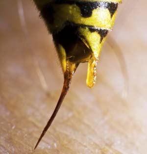 Closeup of wasp stinger.