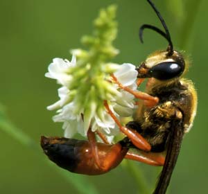 Great Golden Digger Wasp.