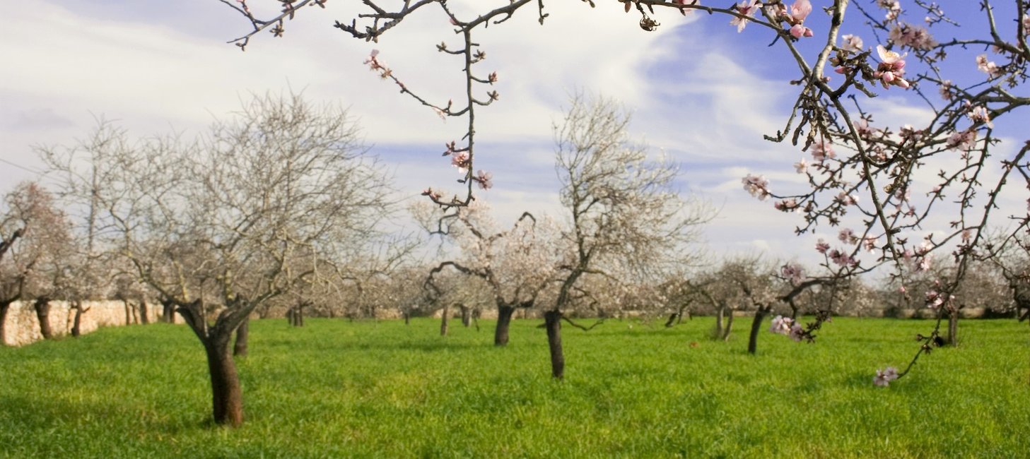 Almond blossom on Mallorca