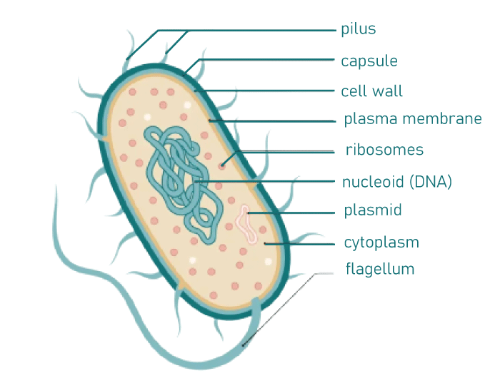 Bacteria Cell - Javatpoint