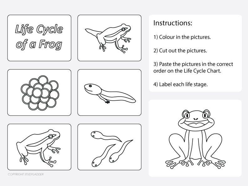 Frogs Life Cycle Worksheet