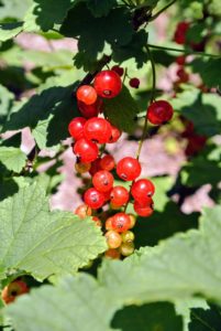 The English word "currant" has been used to describe this fruit since the 16th century. It was taken from the fruit's resemblance to the dried currants of Greece, which are raisins made from a small seedless grape.