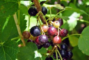 A well established black currant bush can produce up to 10-pounds of berries per year.