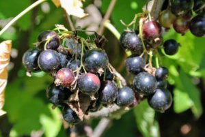 Black currants are the most nutrient-rich of the currants. They are high in vitamins A, C, B1, B5, B6, phytochemicals and antioxidants. They are also high in minerals, such as iron, copper, calcium and phosphorous. They can be eaten raw, but are usually cooked in a variety of sweet and savory dishes.