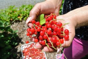 Look at all the delicious red currants - I am so glad these bushes do so well here.