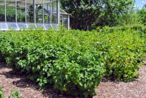 Here at my farm, the currant bushes are located outside the front entrance of my main greenhouse.