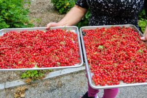 These trays of currants will be taken to my flower room, de-stemmed and then frozen until I can make them into wonderful jams and jellies.