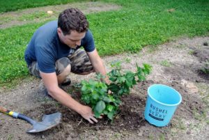 We also planted several blackberry plants from Bushel and Berry.