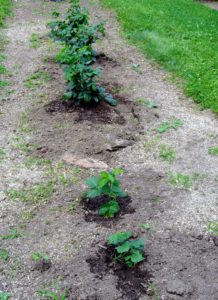 We planted these behind my main greenhouse, near my raspberry bushes.