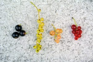 I grow black, white, and red currants.