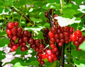 The varieties of red currants that I grow include 'Redstart' and 'Jonkheer Van Tets' - both produce very bright, red fruits.