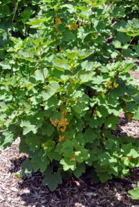 The fruits need to be picked quickly before they drop to the ground, or get snatched up by the birds. These currant bushes are very dependable and vigorous as growers.