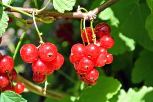 The fruits grow in clusters called racemes, and are very easy to pick. The best time to harvest red currants is when the fruits are firm and juicy.