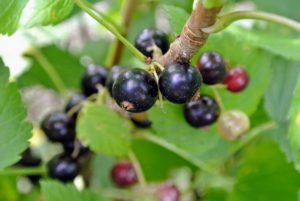 Black currants can grow well on sandy or heavy and loamy soil as long as their nutrient requirements are met. They prefer damp, fertile ground, but not waterlogged.