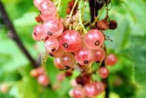 Pink Champagne' currants are pendant clusters of fruits the color of champagne blushed with pink. These currants are less tart than the red, and among the sweetest of all currants.