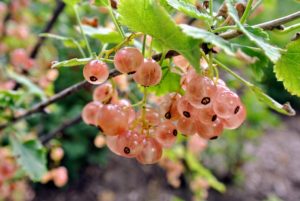 Currants are still largely unknown here in the United States. They are well-loved in many other countries, and here in the US, they are slowly gaining popularity, especially because of its high antioxidant content. They are now more prevalent at local farms and home gardens.