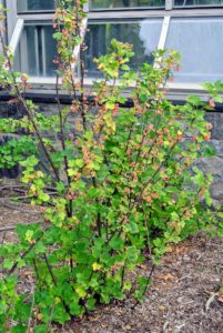 And look how prolific the bushes are this season - every bush is laden with fruits.