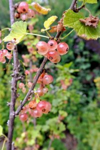 I just love the rich color of these pink currants - so pretty.