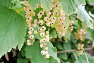 White currants are the sweetest of the three currant colors - sweet, and tart with floral undertones. Although the fruits are the primary source of food from the plant, the leaves and tender, young shoots are also edible.