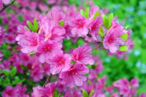 Azalea flowers can be single, hose-in-hose, double or double hose-in-hose, depending on the number of petals. These bold pink azalea blossoms are hose-in-hose and contain 10-petals each.