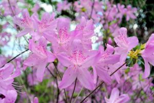 The best time to shop for azaleas is when they are in bloom so you can see their flower colors and forms.