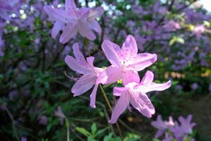 Once the plants establish their roots, scatter a handful of slow release organic fertilizer near each plant once in the early spring and again in the fall.