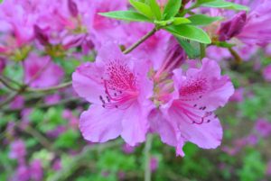 Azaleas are native to several continents including Asia, Europe and North America. These plants can live for many years, and they continue to grow their entire lives.