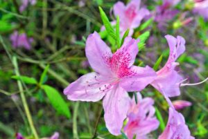 The tube-shaped base of the flower contains a stamen that protrudes from the center. The leaves are often evergreen with wooly undersides.