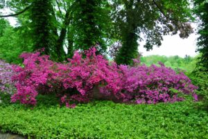 Keep azaleas where they can be protected from midday and winter sun to prevent leaves from drying out and burning.