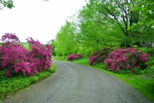 I just love how the rich bold colors look against the green foliage. What azalea varieties grow in your garden? Share your comments with me in the section below. I love hearing about your spring gardens.