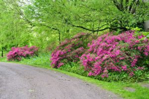 Prune azaleas after they bloom to remove tall, lanky growth or vigorous suckers that detract from the overall form and shape of the plant.