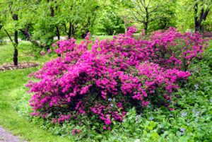 When selecting a location for planting, be sure you know the mature size of the plants so they can be grouped accordingly in the landscape - tall plants in the background and short plants in the foreground.