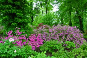 Azaleas have short root systems, so they can easily be transplanted in early spring or early fall. Be careful not to plant too deep and water thoroughly after transplanting.