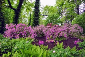 Azaleas thrive in moist, well-drained soils high in organic matter. Morning sun and afternoon shade is ideal.