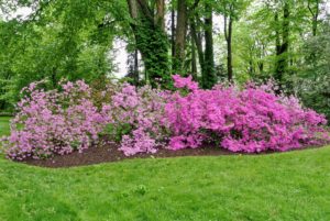 My azalea collection is in a lightly wooded area where they get filtered sunlight through the day.