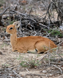 Kirk's dik-dik is a species of small dik-dik antelope native to the Eastern and Southern parts of Africa. Dik-diks are herbivores, typically of a fawn color that helps camouflage them in savannah habitats. They are also largely nocturnal and seek shade to rest during the day when it is most hot.