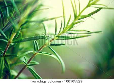 Fresh Rosemary Herb grow outdoor. Rosemary leaves Close-up. Fresh Organic flavoring plants growing. Seasonings, Nature healthy flavoring, cooking. Ingredients for food