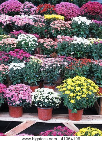 Colorful Garden Flowers In Flowerpots